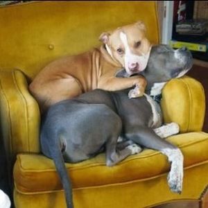 Meet your Posher, Tonika